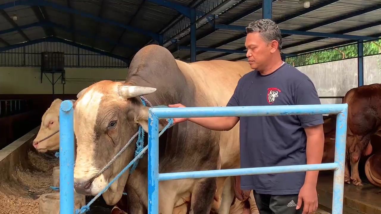 Sapi Pedrosa Jadi Pilihan Presiden Prabowo untuk Kurban di Jombang, Bobotnya Hampir 1 Ton!