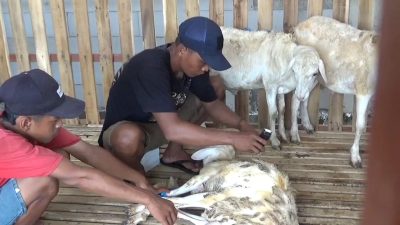 Usaha Salon Kambing di Jombang Raup Berkah Idul Adha