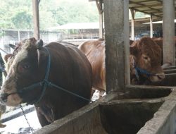 Sapi Kurban Laris! Peternak di Jombang Tambah Layanan Titip dan Perawatan