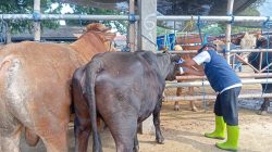 Jelang Iduladha, Disnakan Blitar Kerahkan 261 Petugas Awasi Kesehatan Hewan Kurban