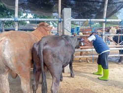 Jelang Iduladha, Disnakan Blitar Kerahkan 261 Petugas Awasi Kesehatan Hewan Kurban