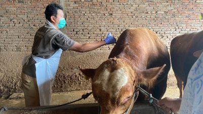 Pastikan Kesehatan dan Kelayakan Hewan Kurban, Disnakkan Blitar Terjunkan 261 Petugas dan Juleha