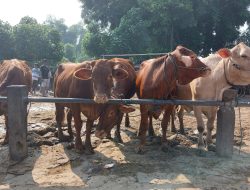 SKKH Dapat Diperoleh Gratis di DKPP Kabupaten Kediri