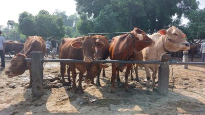 SKKH Dapat Diperoleh Gratis di DKPP Kabupaten Kediri