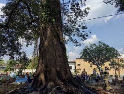 Pohon Raksasa Berumur Ratusan Tahun di Makam Karangtengah Terbakar, Diduga Akibat Pembakaran Sampah