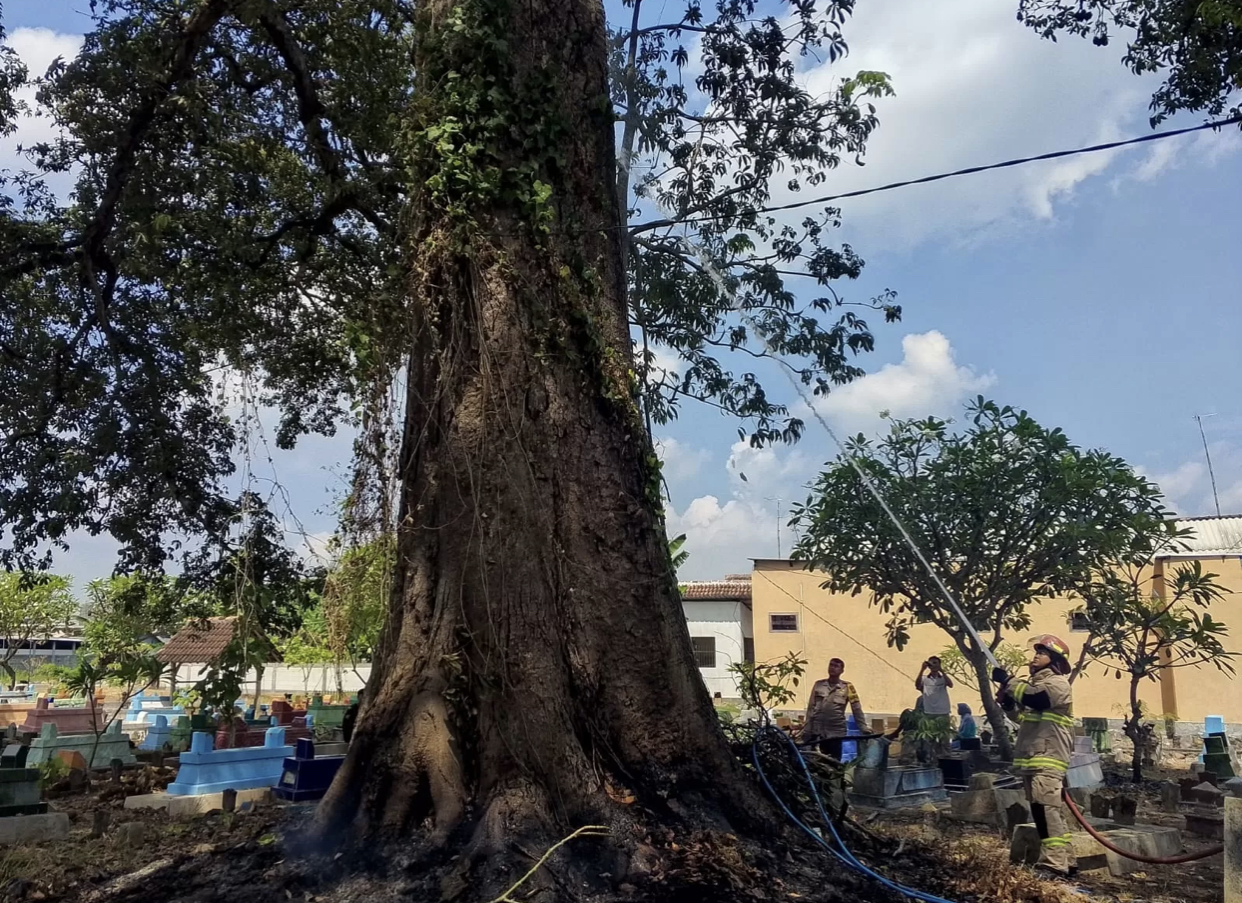 Pohon Raksasa Berumur Ratusan Tahun di Makam Karangtengah Terbakar, Diduga Akibat Pembakaran Sampah