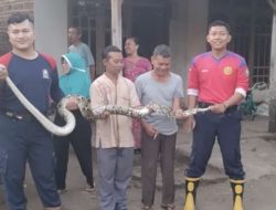 Ular Sanca Sepanjang 3 Meter Ditemukan di Kandang Ayam Warga Loceret, Warga Panik