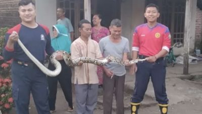 Ular Sanca Sepanjang 3 Meter Ditemukan di Kandang Ayam Warga Loceret, Warga Panik