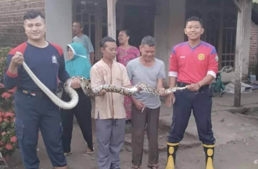 Ular Sanca Sepanjang 3 Meter Ditemukan di Kandang Ayam Warga Loceret, Warga Panik