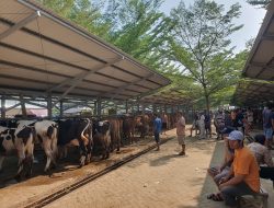 Jelang Idul Adha! Stok Hewan Kurban di Tulungagung Surplus dan Sehat