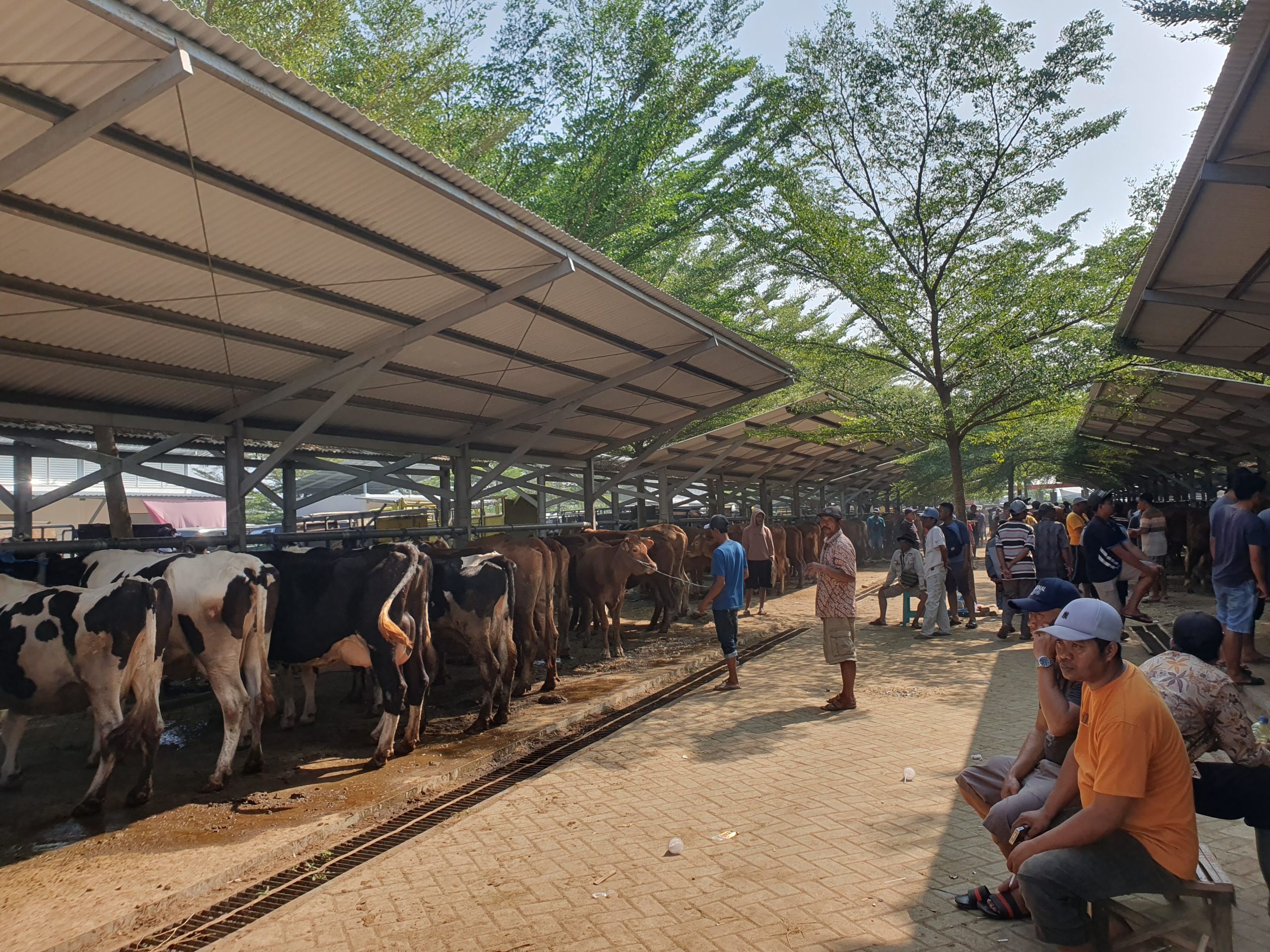 Jelang Idul Adha! Stok Hewan Kurban di Tulungagung Surplus dan Sehat