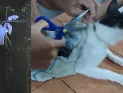 Modus Baru! Kucing Lucu Ini Selundupkan Narkoba 300 Gram ke Penjara