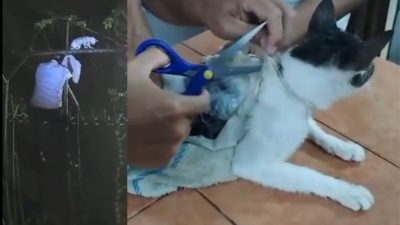 Modus Baru! Kucing Lucu Ini Selundupkan Narkoba 300 Gram ke Penjara