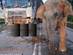 Mengandung Hampir 2 Tahun! Induk Gajah Ini Tertegun Melihat Anaknya Tertabrak Truk