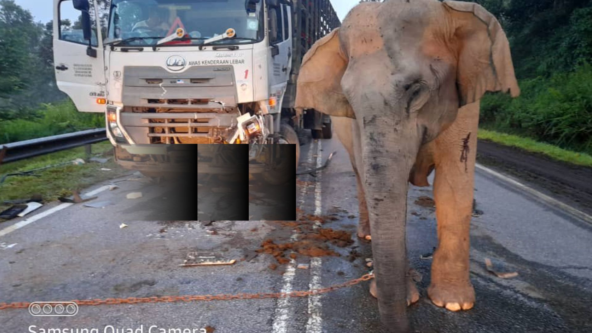Mengandung Hampir 2 Tahun! Induk Gajah Ini Tertegun Melihat Anaknya Tertabrak Truk