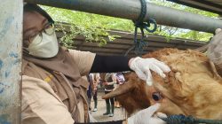 Hewan Kurban di Tulungagung Aman, Pemeriksaan Kesehatan Diperketat!