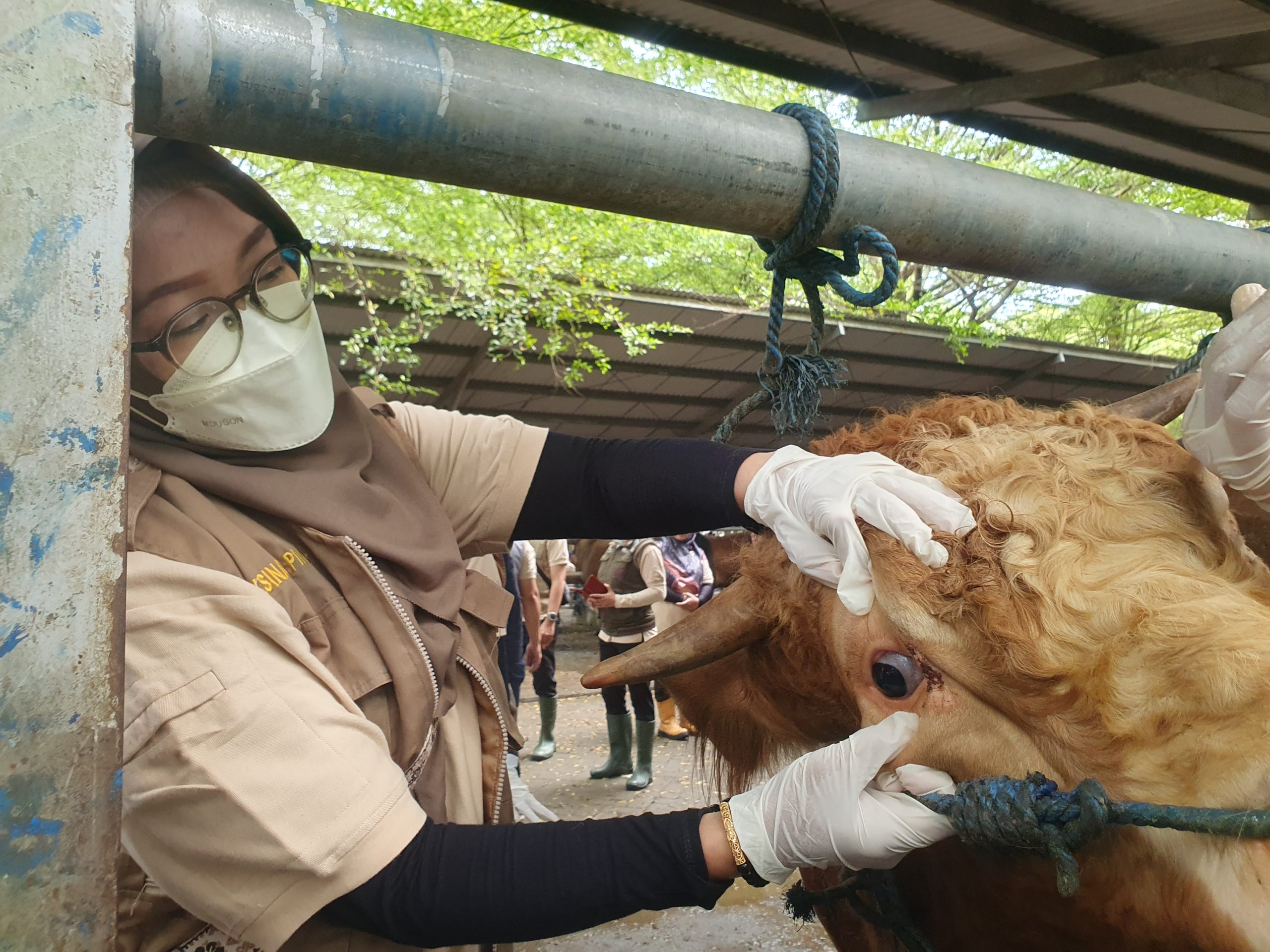 Hewan Kurban di Tulungagung Aman, Pemeriksaan Kesehatan Diperketat!