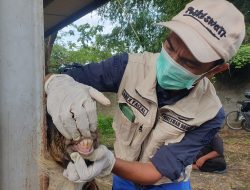 PHT Tulungagung Dipadati Pedagang, Harga Sapi dan Kambing Melonjak