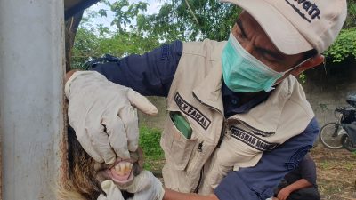 PHT Tulungagung Dipadati Pedagang, Harga Sapi dan Kambing Melonjak