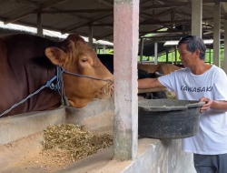Sapi ‘Jihad’ dari Gandusari Dipilih Presiden Prabowo untuk Kurban Idul Adha, Pemilik Sapi Sampai Meneteskan Air Mata Bahagia