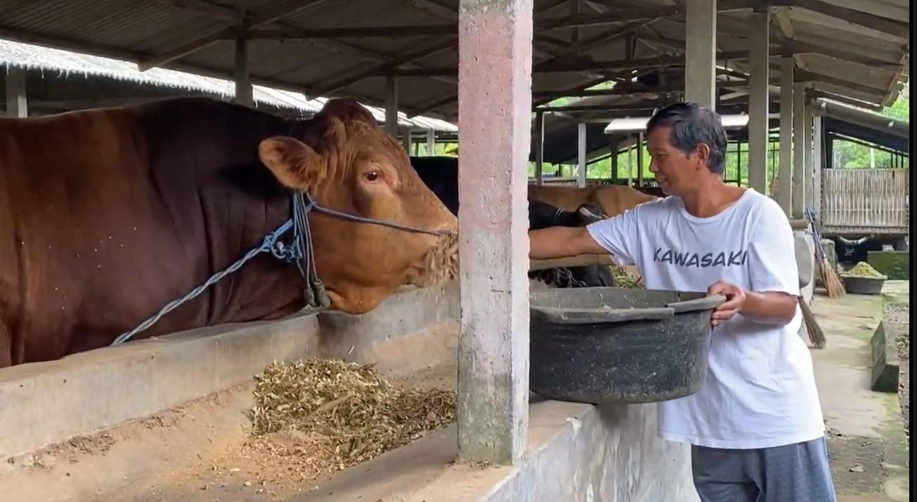 Sapi ‘Jihad’ dari Gandusari Dipilih Presiden Prabowo untuk Kurban Idul Adha