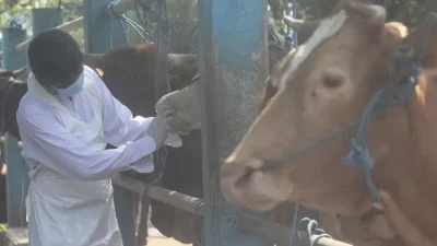 Jelang Idul Adha, 70 Dokter Hewan Diterjunkan untuk Periksa Kesehatan Ternak di Kediri