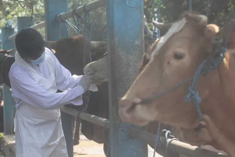 Jelang Idul Adha, 70 Dokter Hewan Diterjunkan untuk Periksa Kesehatan Ternak di Kediri