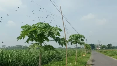 Petani Kediri Manfaatkan Paranet sebagai Perangkap Hama di Musim Pancaroba