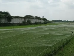 Antisipasi Cuaca Ekstrem dan Serangan Burung, Petani Kediri Pasang Paranet pada Tanaman Padi