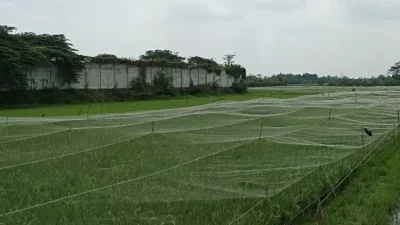 Antisipasi Cuaca Ekstrem dan Serangan Burung, Petani Kediri Pasang Paranet pada Tanaman Padi