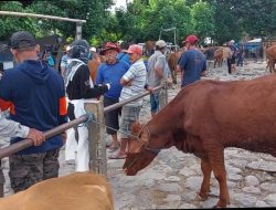 Stok Ternak Kurban di Kabupaten Kediri 2025 Aman, 12 Ribu Sapi Siap Disembelih