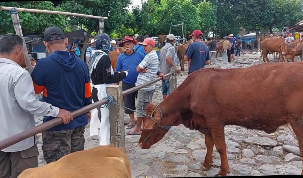 Stok Ternak Kurban di Kabupaten Kediri 2025 Aman, 12 Ribu Sapi Siap Disembelih