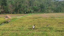 Cuaca Hujan Tak Hambat Panen Padi Tulungagung, Hasil Melimpah di MT 1!