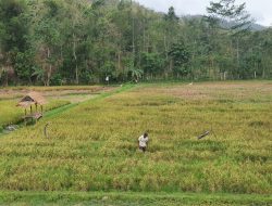 Cuaca Hujan Tak Hambat Panen Padi Tulungagung, Hasil Melimpah di MT 1!