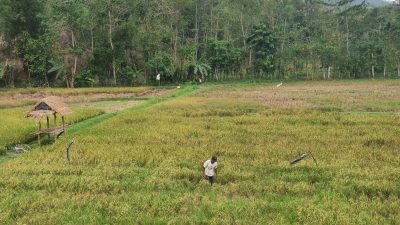 Cuaca Hujan Tak Hambat Panen Padi Tulungagung, Hasil Melimpah di MT 1!