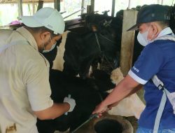 Menjelang Idul Adha, 80 Persen Ternak di Tulungagung Sudah Divaksin PMK