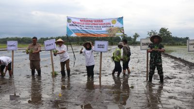 Dorong Swasembada Pangan, Kodim 0809/Kediri Luncurkan Gerakan Tanam LTT