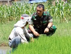 Dukung Ketahanan Pangan, Babinsa Tinalan Dampingi Petani Kelola Lahan Pertanian