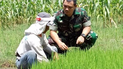 Dukung Ketahanan Pangan, Babinsa Tinalan Dampingi Petani Kelola Lahan Pertanian