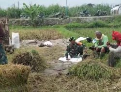Babinsa Koramil Pesantren Turun Sawah Bantu Petani Panen Padi di Banaran