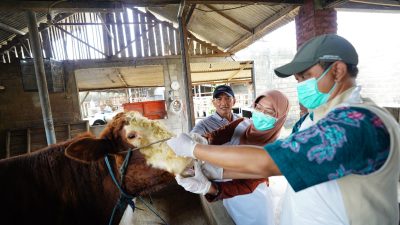 Pastikan Kelayakan Hewan Kurban, Mas Dhito Terjunkan Tim DKPP Ke Kandang Peternak