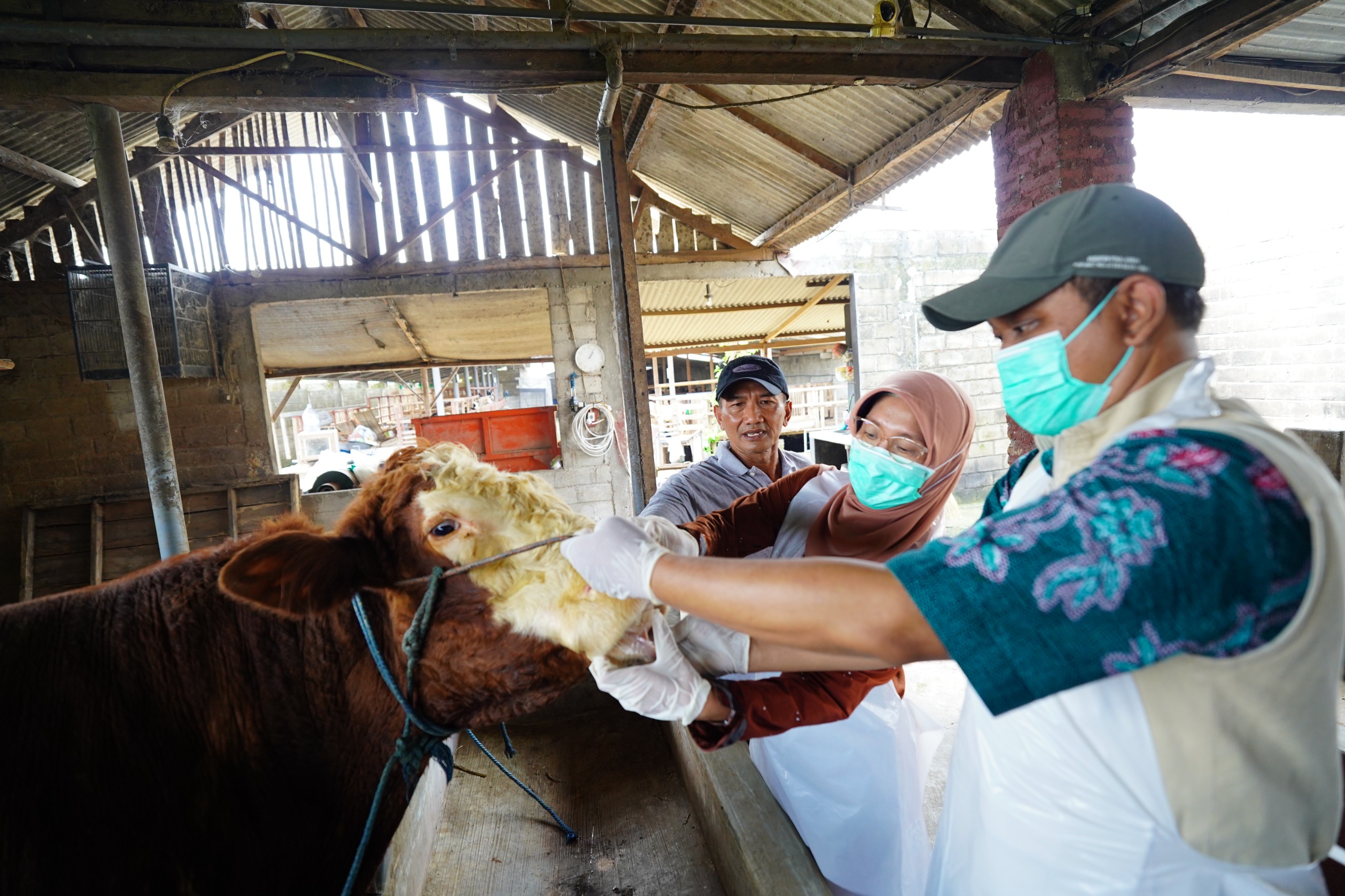 Pastikan Kelayakan Hewan Kurban, Mas Dhito Terjunkan Tim DKPP Ke Kandang Peternak