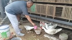 Menjelang Pensiun, Polisi di Kediri Sukses Kembangkan Ternak Mentok Ramah Lingkungan di Tengah Permukiman