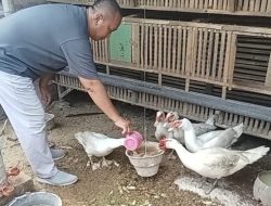 Jelang Masa Pensiun, Polisi di Kediri Kembangkan Ternak Entok Ramah Lingkungan di Tengah Pemukiman