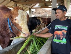 Harga Hewan Kurban di Blitar Mulai Naik, Kambing Tembus Rp 5 Juta, Sapi Bisa Rp 30 Juta