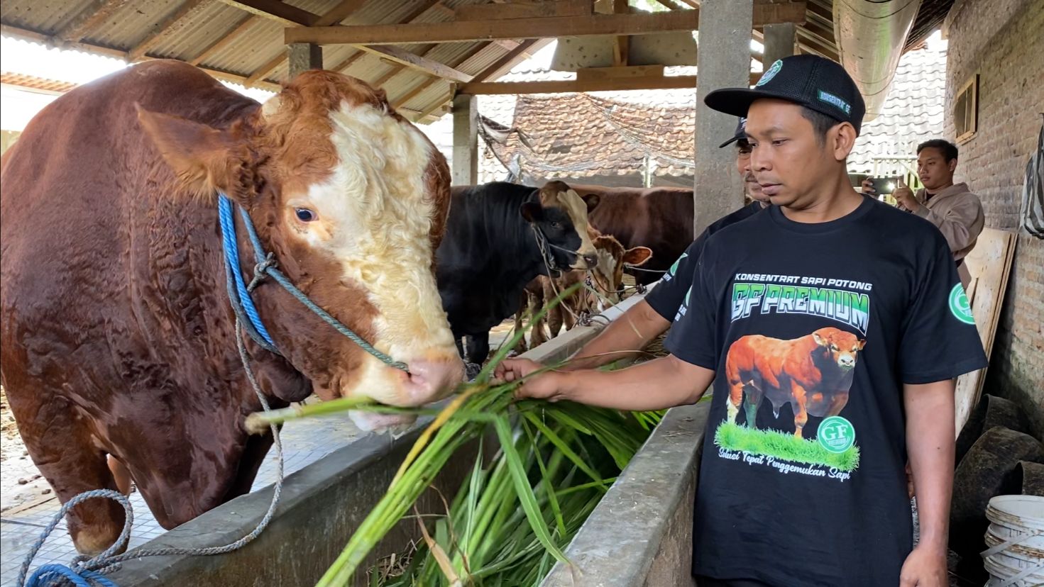 Harga Hewan Kurban di Blitar Mulai Naik, Kambing Tembus Rp 5 Juta, Sapi Bisa Rp 30 Juta
