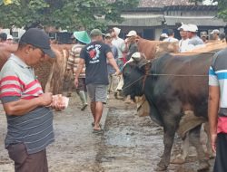 H-2 Idul Adha, Harga Sapi Kurban di Ponorogo Turun Hingga Rp1,5 Juta