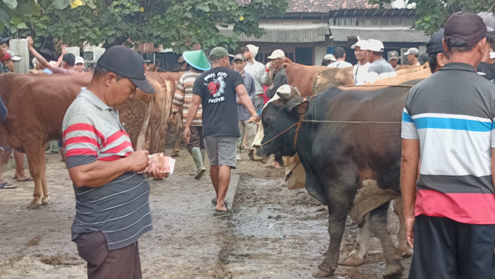 H-2 Iduladha, Harga Sapi Kurban di Ponorogo Turun Hingga Rp1,5 Juta