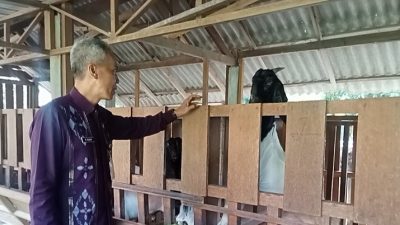 Jelang Idul Adha, Harga Kambing di Kota Kediri Justru Turun, Untuk Pasokan Dijamin Aman