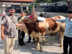 Wapres Gibran Sumbang Sapi Kurban untuk Ponpes Wali Barokah Kediri di Momen Idul Adha